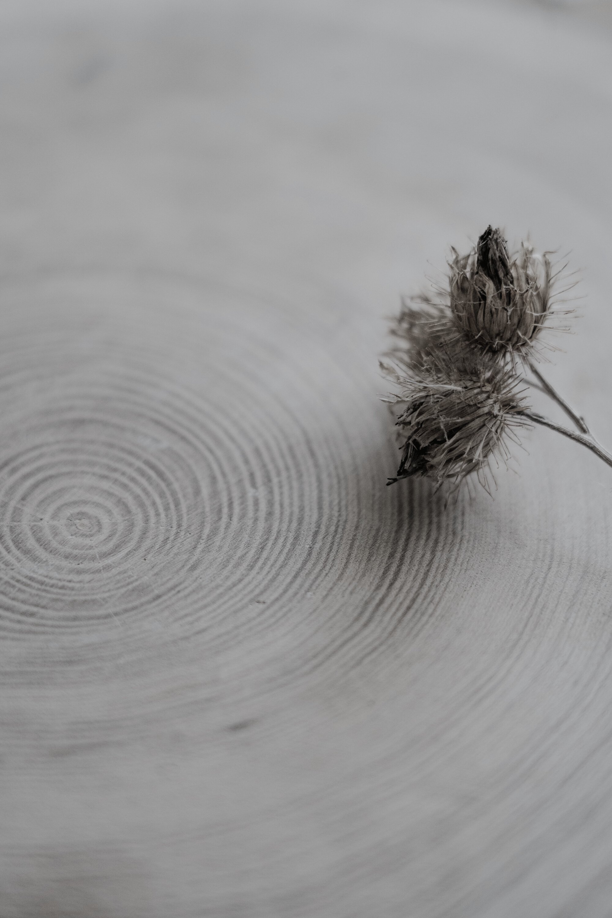 Brown Dried Flower on the Table